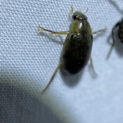 Berosus sp. (genus) (Berosus sp. (genus)) at Jerrabomberra, NSW - 22 Mar 2022 by SteveBorkowskis