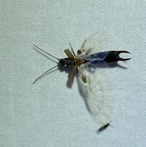 Nala lividipes at Jerrabomberra, NSW - suppressed