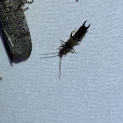 Nala lividipes at Jerrabomberra, NSW - suppressed