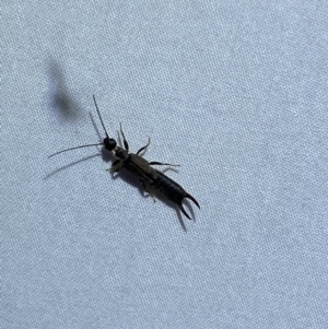 Nala lividipes at Jerrabomberra, NSW - suppressed