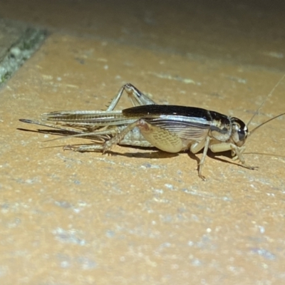 Grylloidea (superfamily) (Unidentified cricket) at Jerrabomberra, NSW - 22 Mar 2022 by Steve_Bok