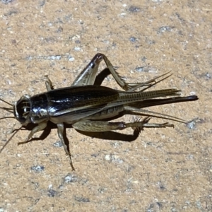 Grylloidea (superfamily) at Jerrabomberra, NSW - suppressed