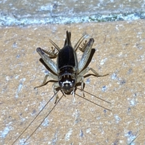 Grylloidea (superfamily) at Jerrabomberra, NSW - suppressed