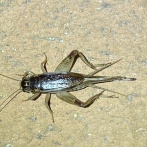 Grylloidea (superfamily) at Jerrabomberra, NSW - 22 Mar 2022