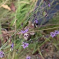 Arthropodium milleflorum at Nurenmerenmong, NSW - 4 Feb 2022 04:22 PM