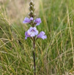 Euphrasia collina subsp. paludosa at Nurenmerenmong, NSW - 4 Feb 2022 by Marchien