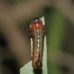 Lophyrotoma interrupta at Acton, ACT - 22 Mar 2022 10:58 AM