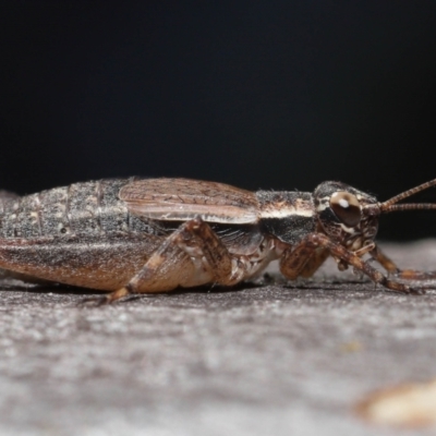 Eurepa marginipennis (Mottled bush cricket) at ANBG - 22 Mar 2022 by TimL