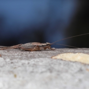 Eurepa marginipennis at Acton, ACT - 22 Mar 2022