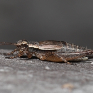 Eurepa marginipennis at Acton, ACT - 22 Mar 2022 11:11 AM