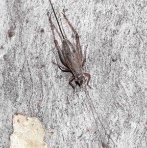 Eurepa marginipennis at Acton, ACT - 22 Mar 2022 11:11 AM