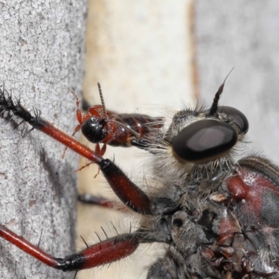 Neoaratus hercules (Herculean Robber Fly) at Acton, ACT - 2 Feb 2022 by TimL