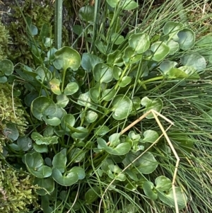 Cardamine lilacina at Cotter River, ACT - 21 Mar 2022