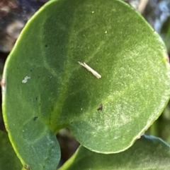 Cardamine lilacina at Cotter River, ACT - 21 Mar 2022