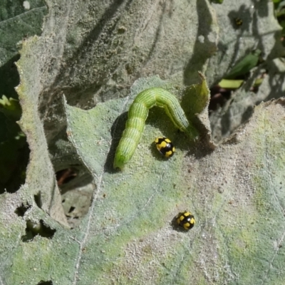 Plusiinae (subfamily) Immature (green looper) at McKellar, ACT - 19 Mar 2022 by Birdy