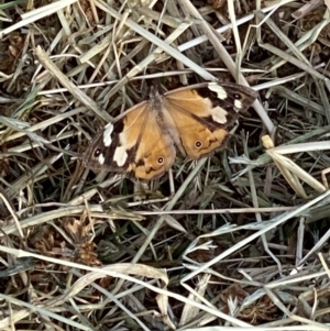Heteronympha merope at Sutton, NSW - 23 Mar 2022 08:59 AM