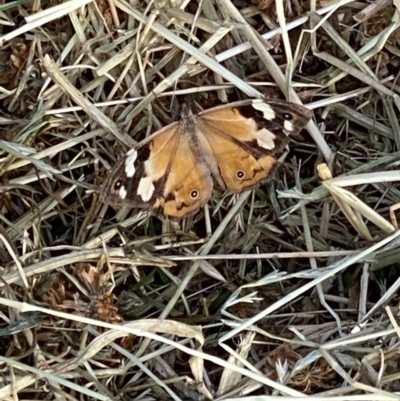 Heteronympha merope (Common Brown Butterfly) at Sutton, NSW - 22 Mar 2022 by Dburgess