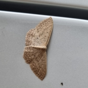 Scopula optivata at Molonglo Valley, ACT - 23 Mar 2022 09:22 AM