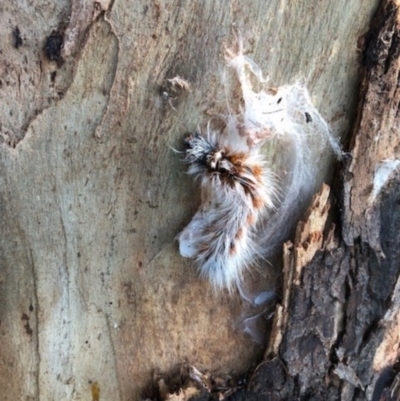 Anthela (genus) immature (Unidentified Anthelid Moth) at Wallaroo, NSW - 22 Mar 2022 by Jennie