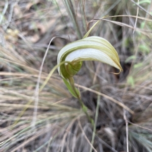 Diplodium ampliatum at Crace, ACT - 22 Mar 2022