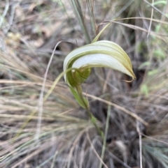 Diplodium ampliatum (Large Autumn Greenhood) at Bruce, ACT - 3 Mar 2022 by Hotchkii