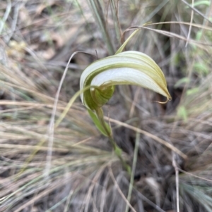 Diplodium ampliatum at Bruce, ACT - 3 Mar 2022