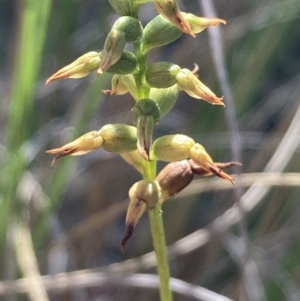 Corunastylis sp. at Burra, NSW - suppressed