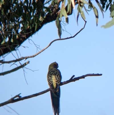 Platycercus elegans flaveolus (Yellow Rosella) at Bandiana, VIC - 22 Mar 2022 by Darcy