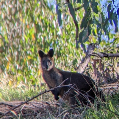 Wallabia bicolor (Swamp Wallaby) at Bandiana, VIC - 22 Mar 2022 by Darcy