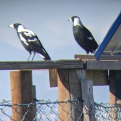 Gymnorhina tibicen (Australian Magpie) at Bandiana, VIC - 22 Mar 2022 by Darcy