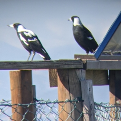 Gymnorhina tibicen (Australian Magpie) at Bandiana, VIC - 22 Mar 2022 by Darcy