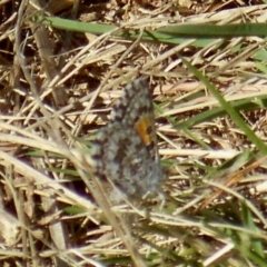 Lucia limbaria (Chequered Copper) at Molonglo River Reserve - 22 Mar 2022 by KMcCue