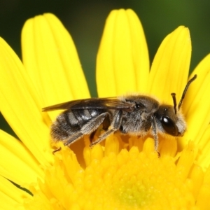 Lasioglossum (Chilalictus) lanarium at Evatt, ACT - 3 Feb 2022