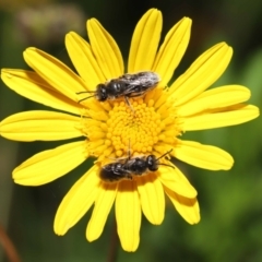 Lasioglossum (Chilalictus) lanarium at Evatt, ACT - 3 Feb 2022