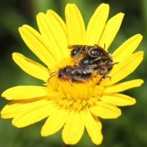 Lasioglossum (Chilalictus) lanarium at Evatt, ACT - 3 Feb 2022