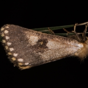 Epicoma contristis at Melba, ACT - 22 Jan 2022