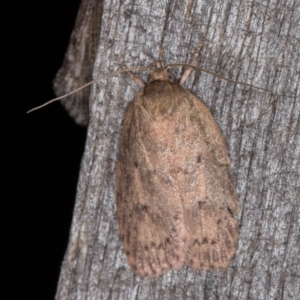 Garrha repandula at Melba, ACT - 22 Jan 2022