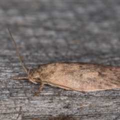 Garrha repandula at Melba, ACT - 22 Jan 2022 11:31 PM