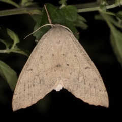 Arhodia lasiocamparia (Pink Arhodia) at Melba, ACT - 22 Jan 2022 by kasiaaus