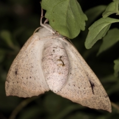 Arhodia lasiocamparia at Melba, ACT - 22 Jan 2022 11:34 PM