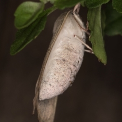 Arhodia lasiocamparia at Melba, ACT - 22 Jan 2022