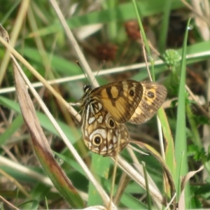 Oreixenica lathoniella at Cotter River, ACT - 21 Mar 2022