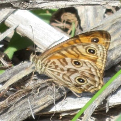 Geitoneura acantha (Ringed Xenica) at Cotter River, ACT - 21 Mar 2022 by Christine