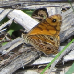 Geitoneura acantha at Cotter River, ACT - 21 Mar 2022 03:41 PM