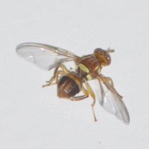 Bactrocera (Bactrocera) tryoni at Jerrabomberra, NSW - suppressed