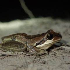 Unidentified Frog at Bonang, VIC - 20 Mar 2022 by Laserchemisty