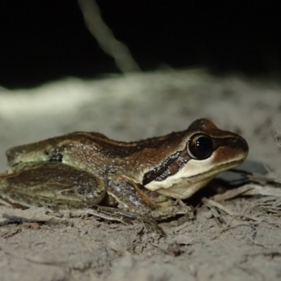 Litoria verreauxii at Bonang, VIC - 20 Mar 2022 by Laserchemisty