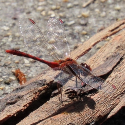 Diplacodes bipunctata (Wandering Percher) at Gordon Pond - 23 Mar 2022 by RodDeb