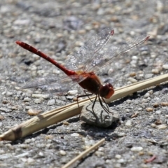 Diplacodes bipunctata at Gordon, ACT - 23 Mar 2022