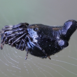 Cyclosa trilobata at Monash, ACT - 21 Mar 2022